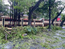 Dahan Pohon Patah Depan SPN Polda Sulsel, Lalu Lintas Sempat Macet