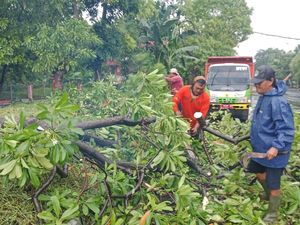 9 Pohon Tumbang Saat Hujan Angin di Surabaya