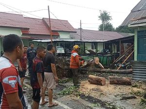 13 Titik Pohon Tumbang di Makassar Dalam Sehari, 2 Rumah-1 Warga Tertimpa