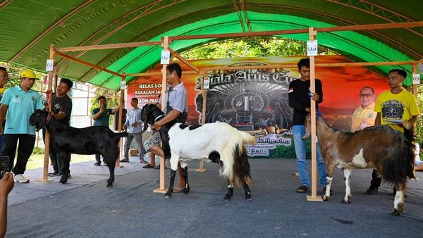 Ratusan Kambing Berkualitas Ikuti Kontes di Palu