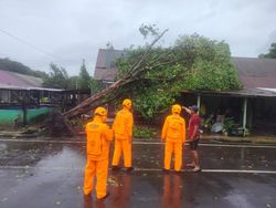 Update Dampak Pohon Tumbang di Makassar: 19 Rumah Termasuk Asrama TNI Rusak