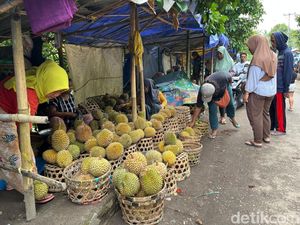 Berburu Durian Murah di Karang Bayan, Mulai Rp 15 Ribu per Buah