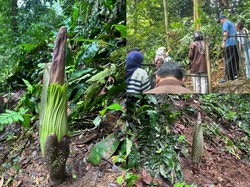 Bunga Bangkai Segera Mekar di Kebun Raya Bogor!