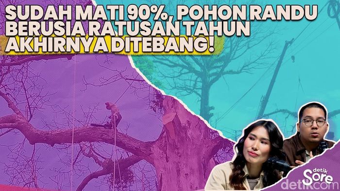 Video: Pohon Randu Alas Berusia 250 Tahun Di Borobudur Ditebang Hari Ini