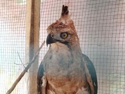 Dugaan Asal-sul Elang yang Tabrak Kaca Rumah hingga Pecah