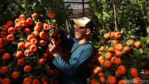 Jelang Imlek, Pohon Jeruk Kimkit Laris Manis