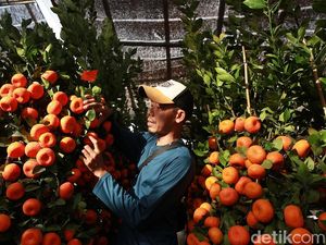 Jelang Imlek, Pohon Jeruk Kimkit Laris Manis