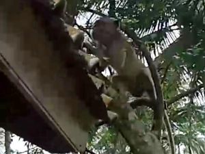 Monyet Liar Teror Warga Gareumpay Ciamis, Tanaman Petani Dijarah