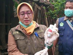 PMK Merebak Lagi, Dinas Peternakan Trenggalek Gelar Vaksinasi Massal