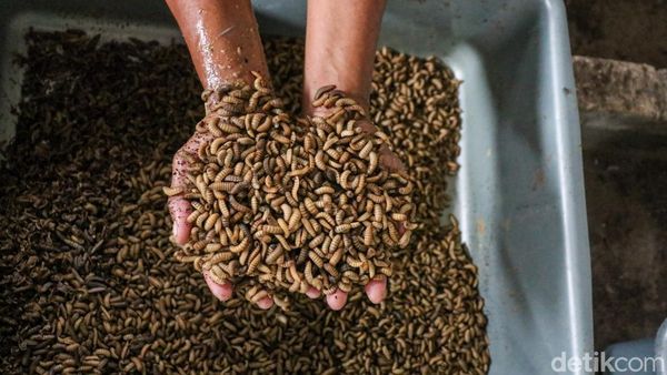 Pengolahan Sampah Organik Lewat Budidaya Maggot