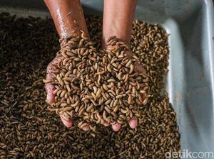 Pengolahan Sampah Organik Lewat Budidaya Maggot