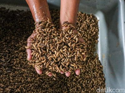 Pengolahan Sampah Organik Lewat Budidaya Maggot