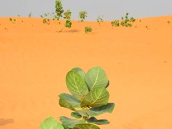 Tembok Hijau Raksasa Afrika: Misi 8.000 Km Lawan Gurun Sahara