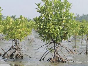 Hari Lahan Basah Sedunia, Akademisi Kaltara: Banjir Besar 2015 Bisa Terulang