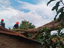 Pohon Tumbang Timpa Pemotor di Bulukumba, 3 Orang Luka-1 Patah Tulang