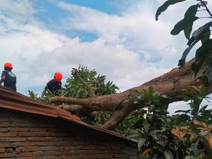 Pohon Tumbang Timpa Pemotor di Bulukumba, 3 Orang Luka-1 Patah Tulang