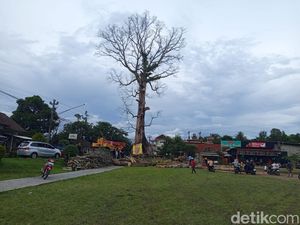 Penampakan Terkini Randu Alas Raksasa di Tuksongo Borobudur