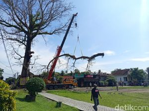 Perjuangan Tim Tebang Pohon Randu Alas Raksasa 250 Tahun di Tuksongo Borobudur