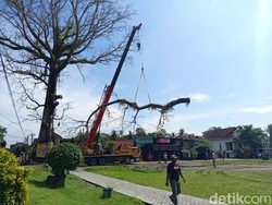 Video Penebangan Pohon Randu Alas Ikon Borobudur yang Berusia Ratusan Tahun