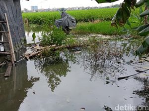 Banjir Ubah Petak Sawah di Jakarta Jadi Kolam Pemancingan Petani