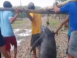 Video: Lumba-lumba Penuh Luka Terdampar di Maros, Warga Gotong ke Laut