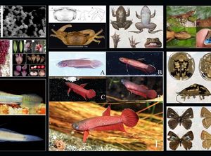 Daftar Lengkap 51 Spesies Baru Temuan BRIN di 2025: Ada Cupang Mulyadi