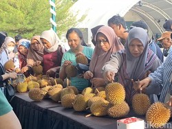Musang King Rp 180 Ribu/Kg, Festival Durian Loang Baloq Ramai Pembeli
