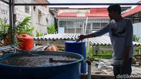 Urban Farming dan Budidaya Nila di Kampung Sumur