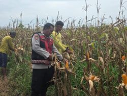 Aipda Iwan 15 Tahun Bina Ratusan Petani Hingga Ekonomi Desa di Ogan Ilir Meningkat