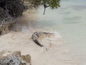 Teror Buaya di Pinggir Pantai Appatanah Selayar