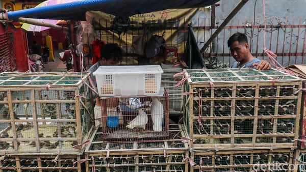 Permintaan Burung Meningkat Tajam Jelang Imlek 2026 di Kawasan Glodok