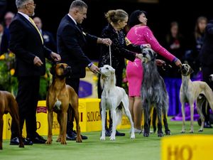 Ratusan Anjing Terbaik Tampil di Pameran Westminster ke-150