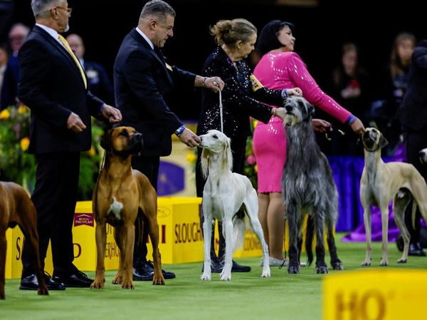 Ratusan Anjing Terbaik Tampil di Pameran Westminster ke-150