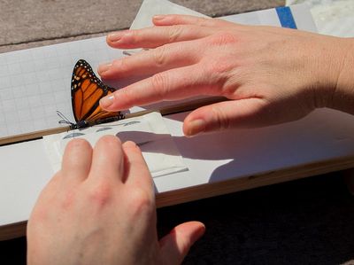 Teknologi Mini Lacak Migrasi Kupu-Kupu Monarch Lintas Benua