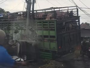 Truk Angkut 98 Ekor Babi Hilang Kendali-Terperosok ke Selokan di Makassar