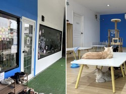 Viral! Kafe Kucing Tutup Usai Beredarnya Video Penyiksaan Kucing