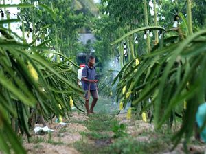 Petani Buah Naga Banyuwangi Naik Kelas Berkat Klasterku Hidupku BRI