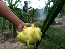 Upaya Kelompok Petani Buah Naga Banyuwangi Jaga Stabilitas Harga