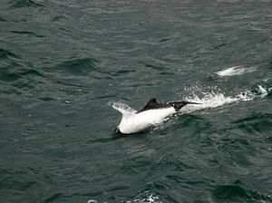Momen Berharga Turis Bertemu Spesies Lumba-lumba Langka di Alamnya