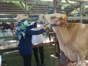 PMK Kembali Merebak, Harga Sapi dan Kambing di Tulungagung Tetap Stabil