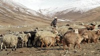 Proyek Tenaga Surya India Bikin Cemas Penggembala di Himalaya