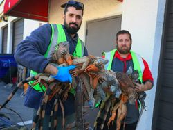 Aneh! Ribuan Iguana Mendadak Berjatuhan dari Pohon