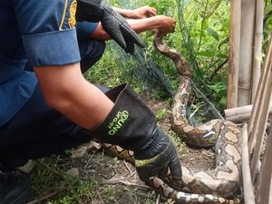 Piton 3 Meter Nyangkut Jaring hingga Lemas di Kandang Ternak Klaten