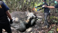 Gajah Jantan Ditemukan Mati di Pelalawan, Gading dan Kepala Terpotong