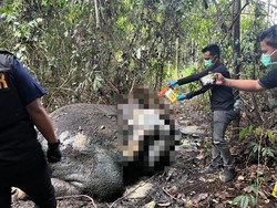 Gajah Jantan Ditemukan Mati di Pelalawan, Gading dan Kepala Terpotong