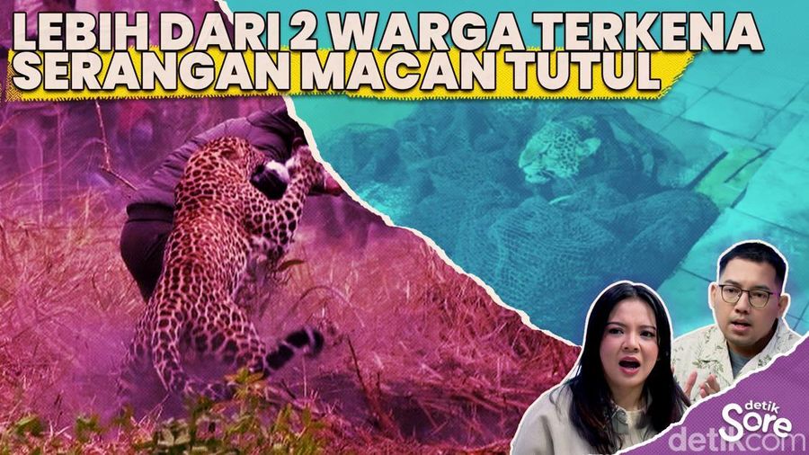 Video: Macan Tutul Masuk Rumah di Pacet Bandung