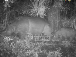 Kabar Gembira, Anak Badak Jawa Terpantau di TN Ujung Kulon