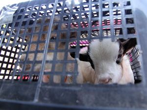 Karantina Sumut Tindak Hewan Ilegal dari Luar Negeri