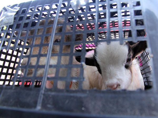 Karantina Sumut Tindak Hewan Ilegal dari Luar Negeri