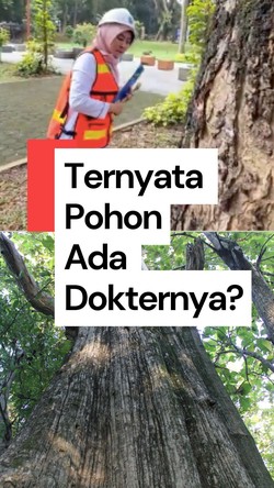 Video: Kenali Profesi Arboris, Dokter untuk Memeriksa Kesehatan Pohon